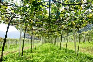 suave y oferta verde puntilla o vino en el aire, cerca arriba en borroso verde antecedentes foto