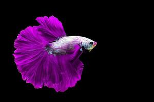 Purple betta fish Fancy Halfmoon Betta The moving moment beautiful of Siamese Fighting fish in Thailand. Betta splendens Pla-kad, Rhythmic of Betta fish isolated on black background photo