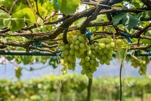 verde uvas con verde hojas antecedentes en el enredadera. Fresco frutas foto