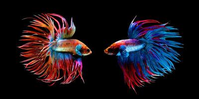 Beautiful movement of red blue Crowntail 2 betta fish, Siamese fighting fish tail, Betta splendens, blue spiky tail isolated on black background. photo