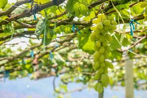 verde uvas con verde hojas antecedentes en el enredadera. Fresco frutas foto