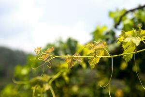 Soft and tender green sprig or vine in the air, close up on blurry green background photo