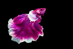 Pink betta fish Fancy Halfmoon Betta, The moving moment beautiful of Siamese Fighting fish in Thailand. Betta splendens Pla-kad biting fish, Rhythmic of Betta fish isolated on black background photo