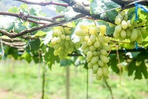 Green grapes with green leaves background on the vine. fresh fruits photo