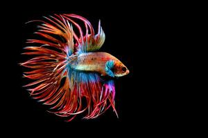 Beautiful movement of red blue Crowntail betta fish, Siamese fighting fish tail, Betta splendens, blue spiky tail isolated on black background. photo