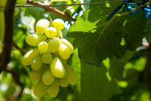 Green grapes with green leaves background on the vine. fresh fruits photo