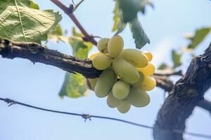 verde uvas con verde hojas antecedentes en el enredadera. Fresco frutas foto