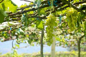 verde uvas con verde hojas antecedentes en el enredadera. Fresco frutas foto