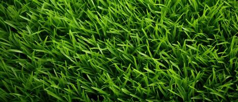 Lawn texture, green grass background, AI generated photo