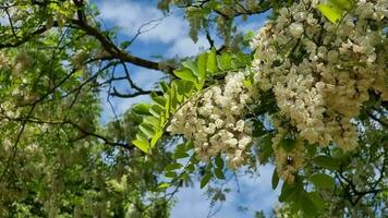 Blooming acacia tree branch with white flowers against blue sky. video