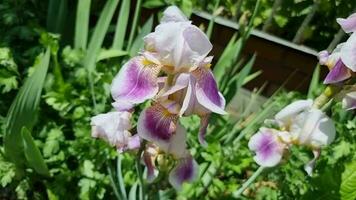 iris violet fleur dans le jardin. iris est une genre de floraison les plantes de le iris famille. fleurs grandir sur une parterre de fleurs dans une été jardin. video