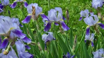 lindo bleu íris flores florescendo dentro a jardim em uma Primavera dia video