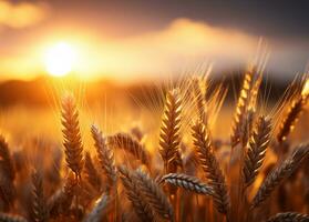 Wheat field Ears of wheat on blurry sunset background, AI Generative photo