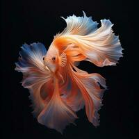 Betta fish, Colorful fighting Siamese fish with beautiful tail. AI Generative photo