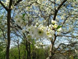 Branch of a flowering fruit tree photo