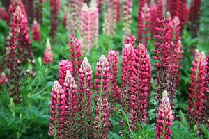 Flowers of beautiful lupine on summer garden photo