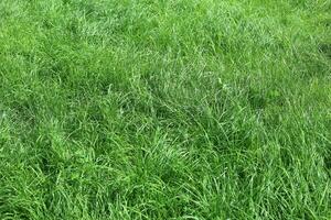 Green grass nature background photo