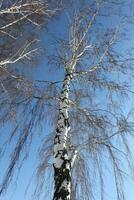 Trunk of birch, winter season photo