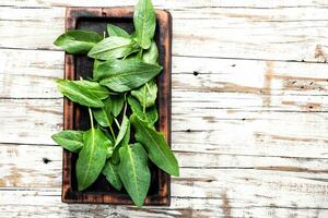 Fresh spinach leafs photo