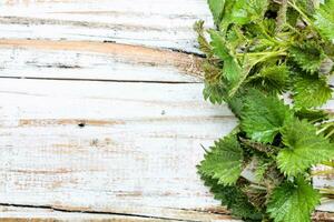 Bunch of common nettles photo