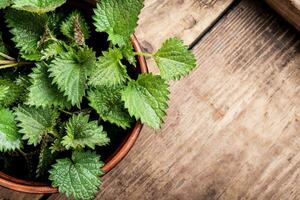 Bunch of common nettles photo