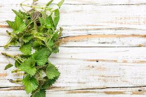 Bunch of common nettles photo