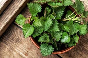 Bunch of common nettles photo