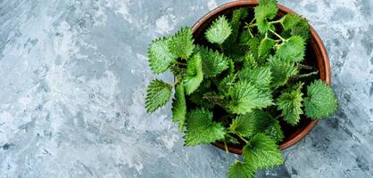 Bunch of common nettles photo