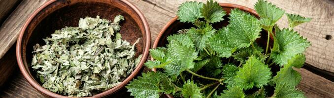 Bunch of common nettles photo