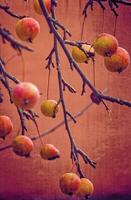 small red wild paradise apples on an autumn leafless tree branch photo