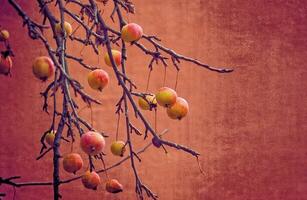 small red wild paradise apples on an autumn leafless tree branch photo