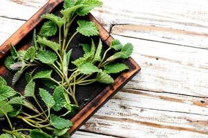 Lemon balm leaves photo