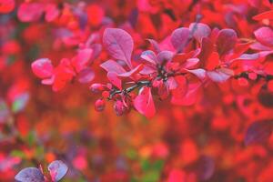 red fall background photo