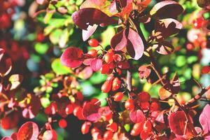 rojo otoño antecedentes foto