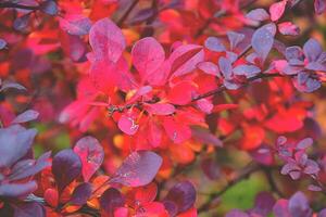 rojo otoño antecedentes foto