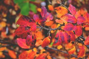 rojo otoño antecedentes foto