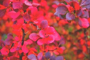 red fall background photo