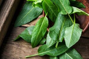 Bundle of fresh spinach photo