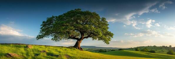 Landscape view of one big tree on the top of the hill with green grass on a hillside with blue sky and clouds in the background. Generative Ai photo