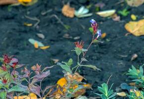 ceratostigma plumbaginoides un verano otoño flor planta comúnmente conocido como azul de flores líder foto