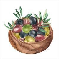 Olives and olive branches in wooden bowl from side view. Green, black, red olives watercolor hand drawn botanical illustration. Can be used for menu, product package and food design vector