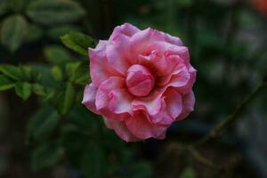 beautiful pink rose flower, with blur background.  Tegal, Indonesian - 25 September 2023 photo