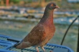 Pigeon facing sideways.  on top of the cage photo