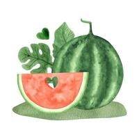 Watercolor big watermelon and ripe slice with heart on greenery field. Summer watermelon party vector