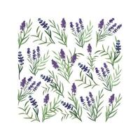 Provence lavender flowers and leaves. Hand drawn summer herb watercolor clipart vector