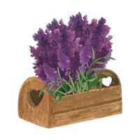 provence acuarela de madera caja con lavanda flores mano dibujado verano clipart vector