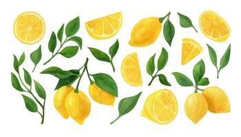 Lemon fruit watercolor clipart. Illustrations of lemon branch with green leaves vector