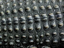 black skin texture of crocodile skin background. photo