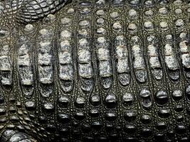 close up crocodile skin texture background photo