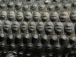 close up crocodile skin texture background photo